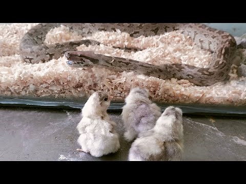 Python sanke 🐍 eat 3 chicks very cute chicks plz stop 🛑 live feeding snake eat chicks