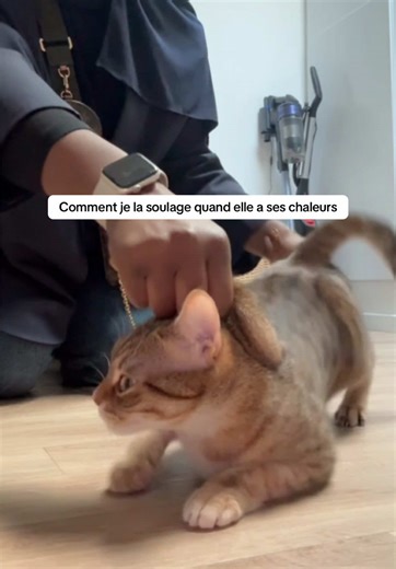 Moments drôles avec ma chienne pendant ses chaleurs