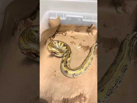 Dealing with a stressed Borneo short-tailed python