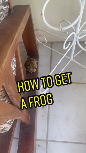 Exploding Frogs: The Dangers of Salt on Amphibians