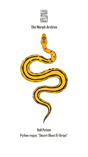 Illustration of the Desert Ghost G-Stripe Ball Python by The Morph Archive / Mingo Art