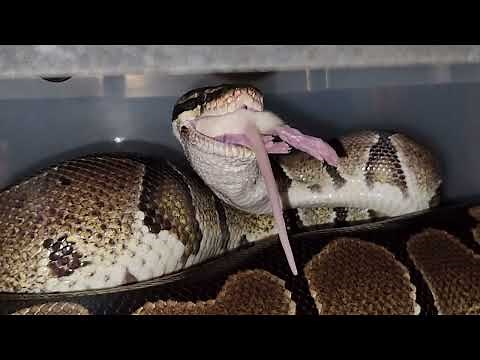 Python Eats Live Rat / Warning Live Feeding Documentation