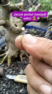 1.1K views · 388 reactions | Jarum pentul menjadi saksi  #bonsai #antingPutri #fyp | Karimun Java | Facebook