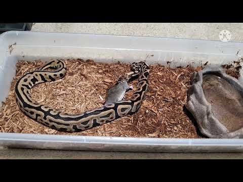 Warning!!! Live Feeding/ Ball Python Eating a Small Rat