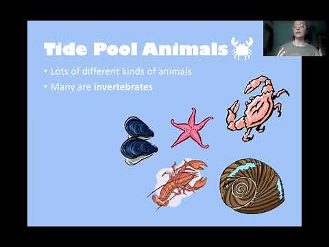 Learn About Tide Pools