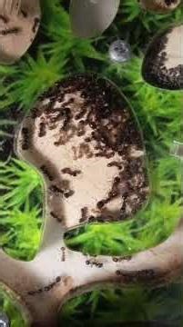 Polymorphismus bei Messor structor: Warum alle Arbeiter unterschiedlich sind #ameisen #biologie