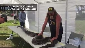 Record-breaking python captured in Everglades