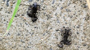 What’s driving toad explosion?