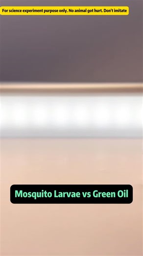 Animaltalkz on Instagram: "Mosquito Larvae vs Green Oil Experiment: Shocking Science Ever wondered what happens when mosquito larvae meet green oil? In this amazing experiment, we explore the surprising behavior of wrigglers in a green oil 'swimming pool.' Watch as small larvae lie flat while larger ones twist and dance, showing how they struggle to survive when their water resources are limited. This experiment demonstrates the resilience of mosquito larvae and their natural instincts in challe