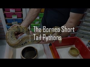 The Borneo Short Tail Pythons