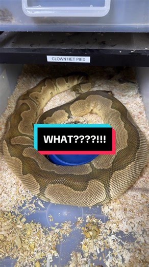 Ovulation and Egg Laying in Ball Pythons: A Fascinating Journey