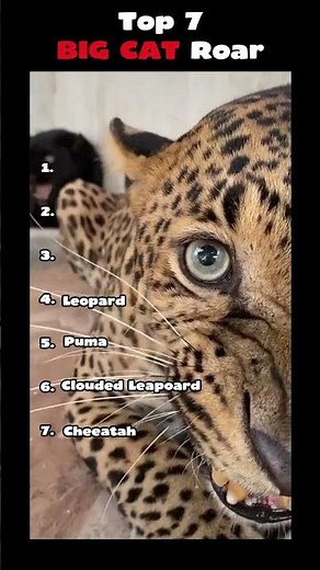 Top 7 Big Cat Roars That Will Give You Goosebumps | Powerful Wild Animal Sounds 🦁🐯 #Shorts