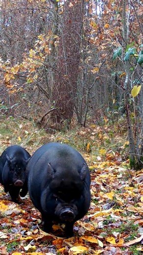 13K views · 1.2K reactions | These pot-bellied pigs are neither...