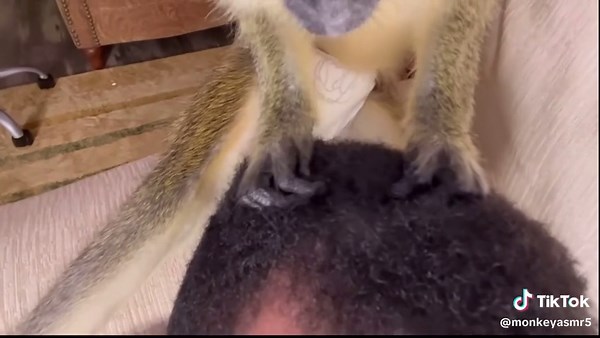 Satisfying Monkey ASMR Grooming Sounds for Relaxation
