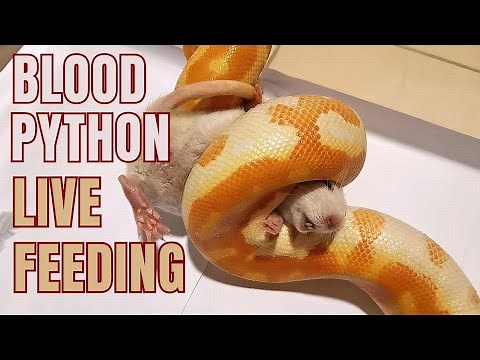friendly snake. blood python live feeding. #reptiles #snake #livefeeding #bloodpython