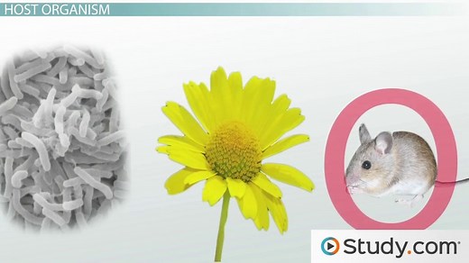 Genetic Engineering | Definition, Process & Examples