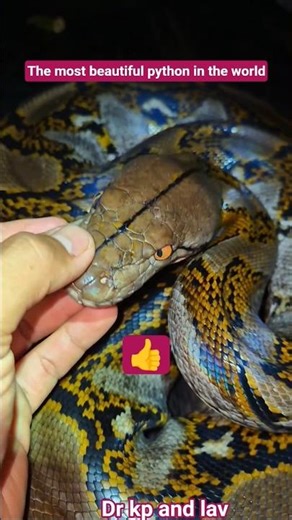 The most beautiful python in the world #python #shorts