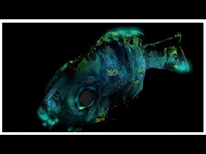 Let's Simulate a Fish || Houdini Tutorial