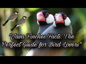"Java Finches: Complete Care Guide for Beginners " Facts, Care Tips, and Breeding Secrets"