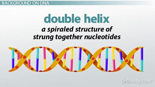 Annealing in Biology | Overview & Process