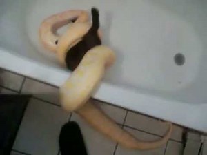 Burmese Python eating big rabbit