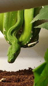 This is a green tree python one of Australia’s most beautiful snakes. Notice how it remains absolutely motionless but waves its brightly-colored tail, a behavior called “caudal luring.” Caudal luring by ambush-foraging snakes can increase their encounter rates and catch prey this way. The wiggling of a brightly colored tail presumably mimics the movements made by insect larvae, and eaten by frogs and lizards, these animals are attracted to the lure and become prey themselves when they move withi