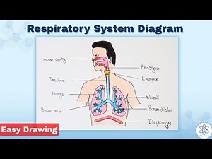 How to Draw Respiratory System | Respiratory System lungs Diagram