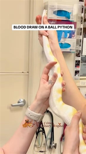 Ball python heart blood draw