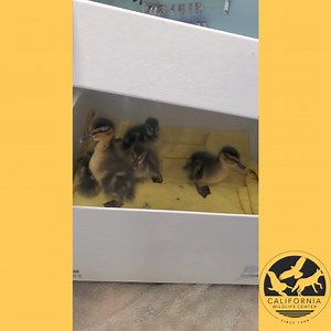 1K views · 30 reactions | CWC gets many calls in the spring about orphaned baby ducks.﻿ If you come across a duckling or group of ducklings, check your surroundings for their mother, if you don't see her it is best to call CWC to assess the next best steps.﻿ If you need to bring the duckling(s) to a rehabilitator, place them in a dark box with plenty of air holes (as pictured) and do not give them food or water. | California Wildlife Center | Facebook