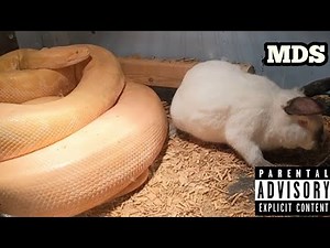 Huge Python Vs Huge Rabbit! Food Chain In Action!