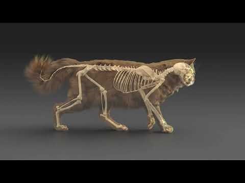 Cat walking - rigging and animating skeleton and muscles