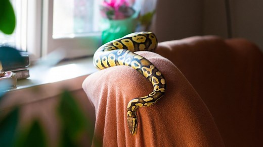 8 Best Pet Snakes for Beginners (Plus Care Tips)