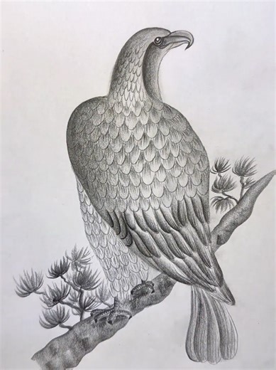 Eagle Drawing Tutorial: Step-by-Step Guide