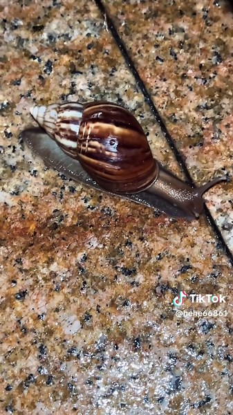 Giant African Snail: Threats and Eradication Methods