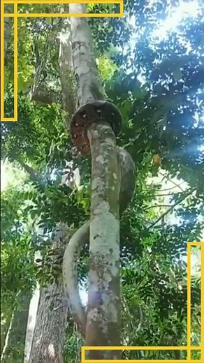 Incredible Python Climbing Skills: Watch This Snake Curling Up a Tree!