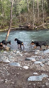 Evening @ The Creek Feeling BLESSED 💕💕 | Foxfire Dobermans
