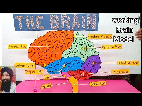 Brain working science model for school || how to make brain model || working science project