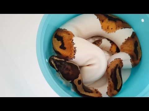 Ball python unboxing