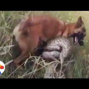 Dog vs Python: Anti-Poaching Dog Attacked By Python | The Dodo