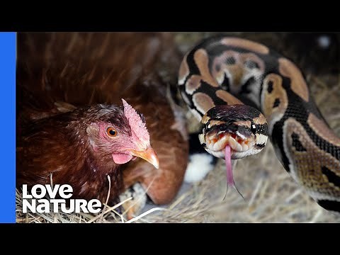 Snake Enters Chicken Coop To Feed