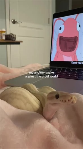 Ledzema on Instagram: "pink #exoticpets #reptile #snake #ballpython #python"