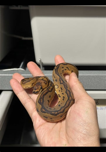 Rare Red Stripe Lace Clown Ball Python Insights