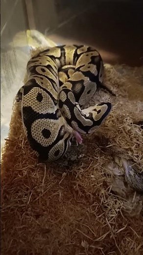 Pastel Ball Python Feeding Day! 🐍 | Bright Colors & Big Appetite