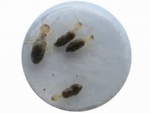 Aging worker termites explode themselves in suicide missions