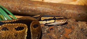Why is my Ball Python’s Belly Pink? The Causes & Cures – Reptiles & Amphibians