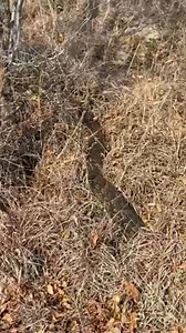 Imagine finding a 3-4 meter long Southern African rock python! 🐍 Our students didn't need to leave anything to the imagination when they stumbled upon this absolute beast of a reptile! This #WildlifeWednesday we're looking at southern Africa's largest snake species. 🐍 Southern African rock pythons can grow up 6 meters in length and weigh around 50 kilograms making them quite intimidating. 🐍 They are non-venomous and kill their prey by squeezing and crushing, this is known as constriction. 🐍 