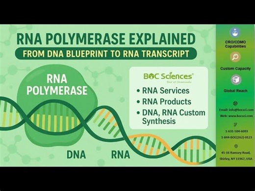 RNA Polymerase Explained: From DNA Blueprint to RNA Transcript - BOC Sciences | BOC Sciences
