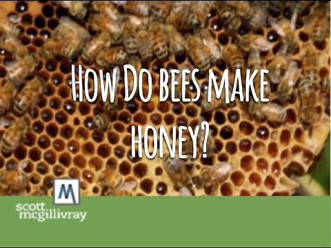 How Do Bees Make Honey?