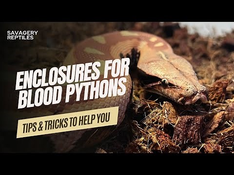Tips for Keeping Blood Pythons in Enclosures