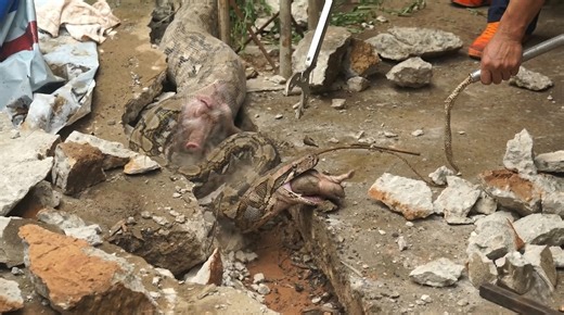 Watch what happens when a giant python struggles to digest an enormous prey